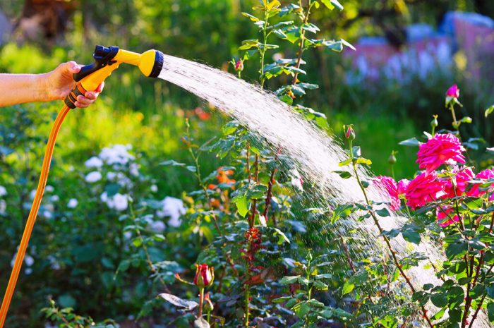 Softened watering chalabala