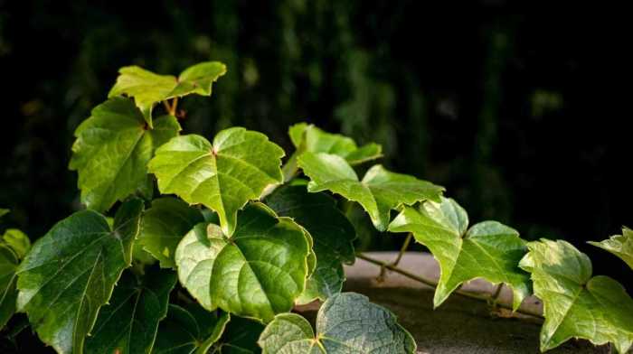 Do ivy plants need a lot of water