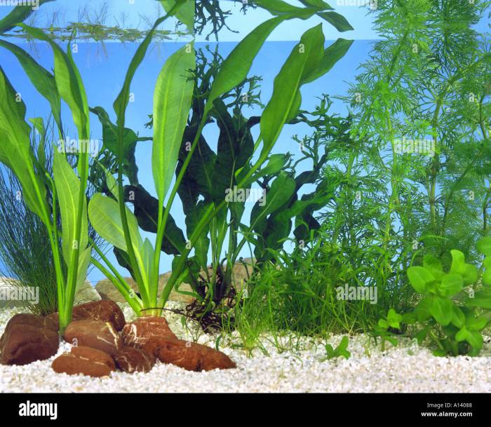 Can you use aquarium water to water plants