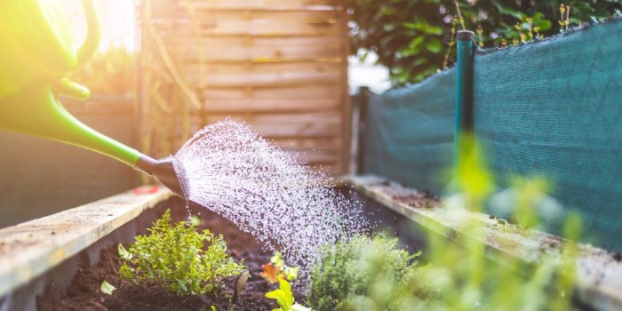 Can you water plants at noon