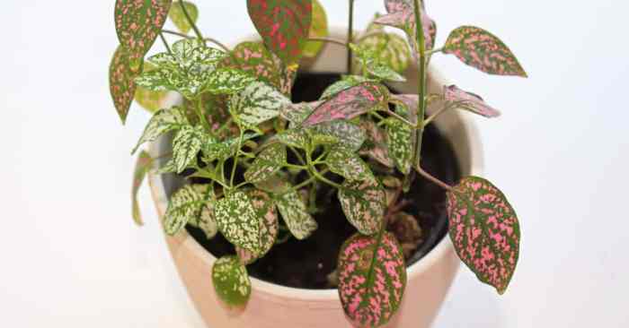 Can you propagate polka dot plant in water