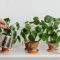 Can You Use Club Soda to Water Plants?