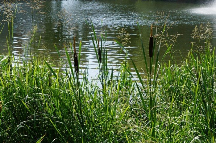 Can you use river water to water plants