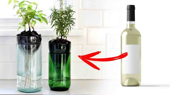 Can you water plants with wine