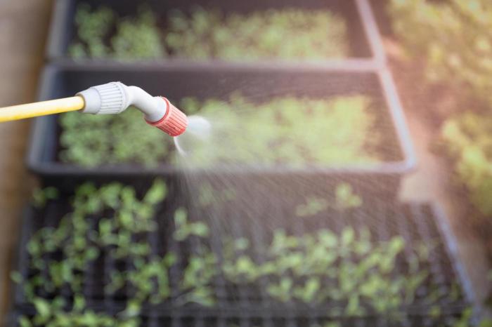 Can you spray plants with soapy water