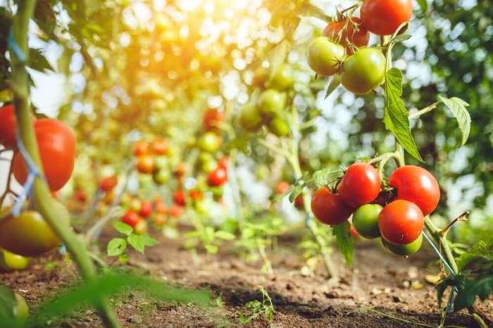 Can you water tomato plants in the sun