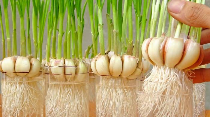 Can you spray garlic water on plants