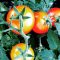 Can You Water Tomato Plants in the Sun?