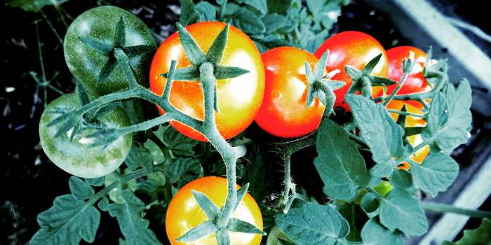 Can you water tomato plants in the sun