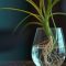 Can You Put Spider Plants in Water?