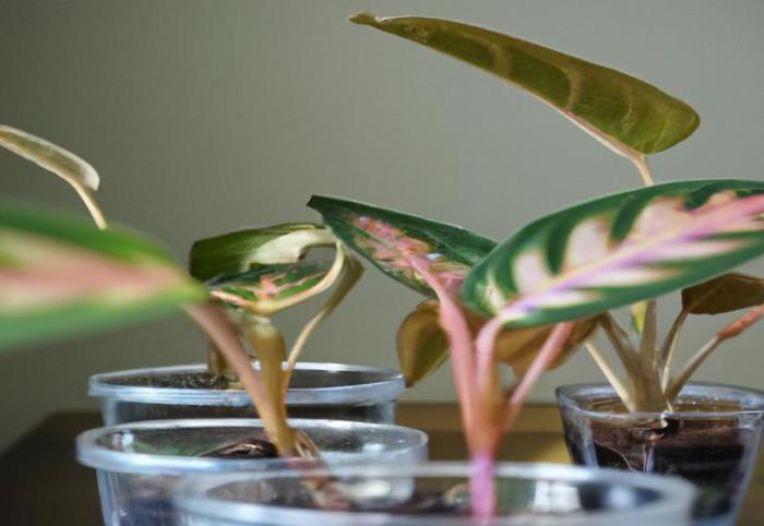 Can you root a prayer plant in water