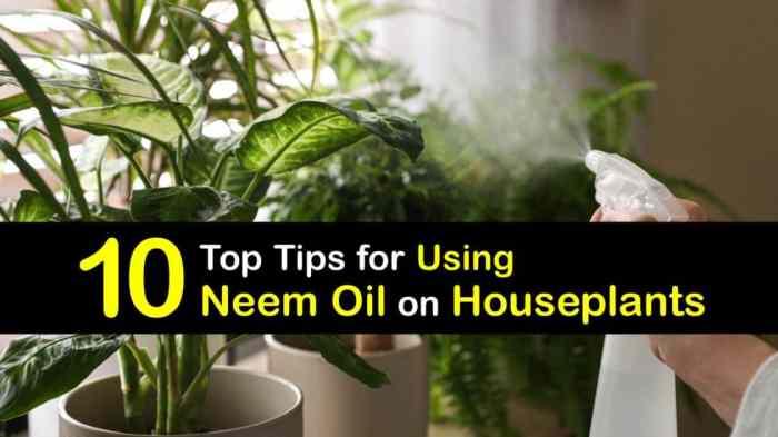 Can you water plants with neem oil