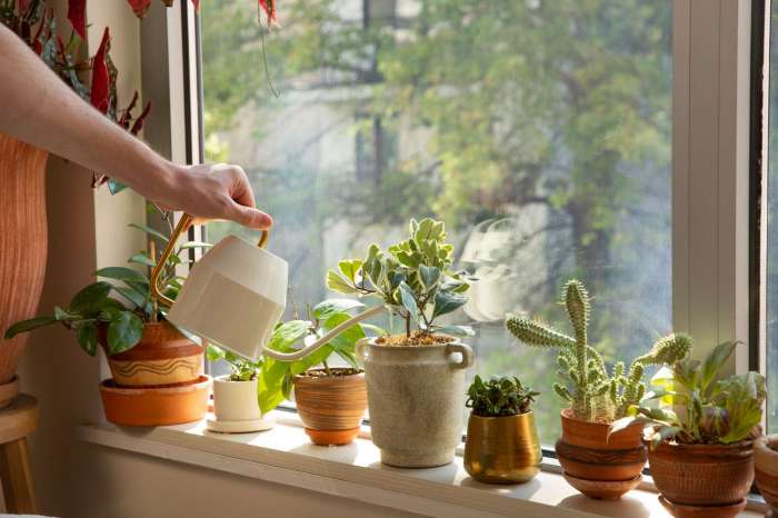 Can you water house plants with softened water