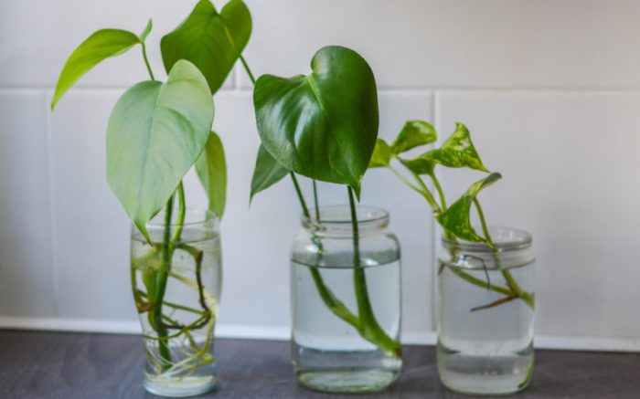 Can you put plant food in propagation water