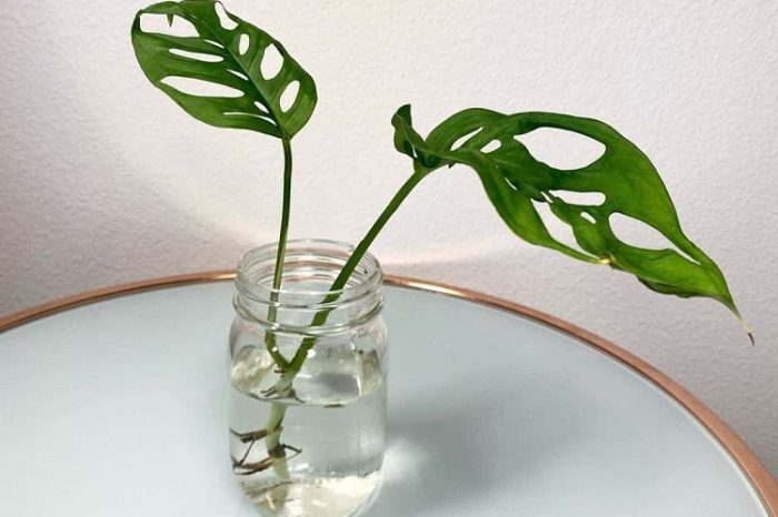 Monstera toxic cats propagation indoor aka