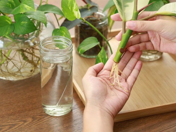 Can you root pepper plant cuttings in water