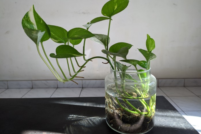 Can you water indoor plants with soft water