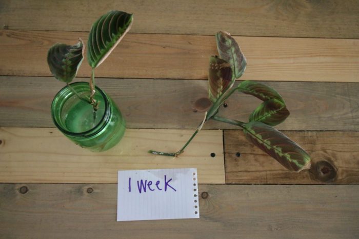 Can you root a prayer plant in water