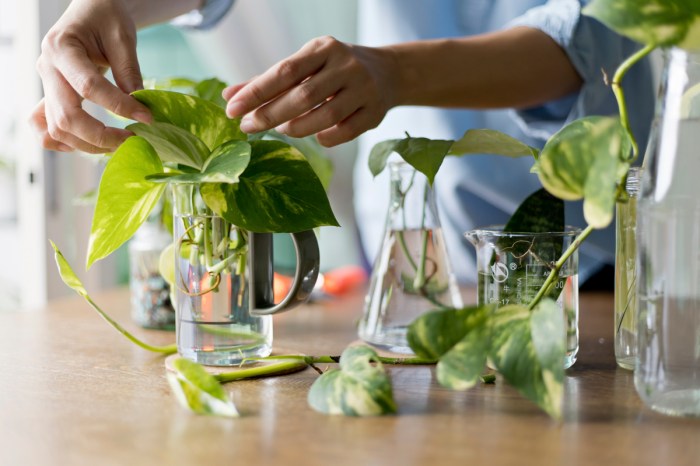 Propagating propagation pothos propogating stem