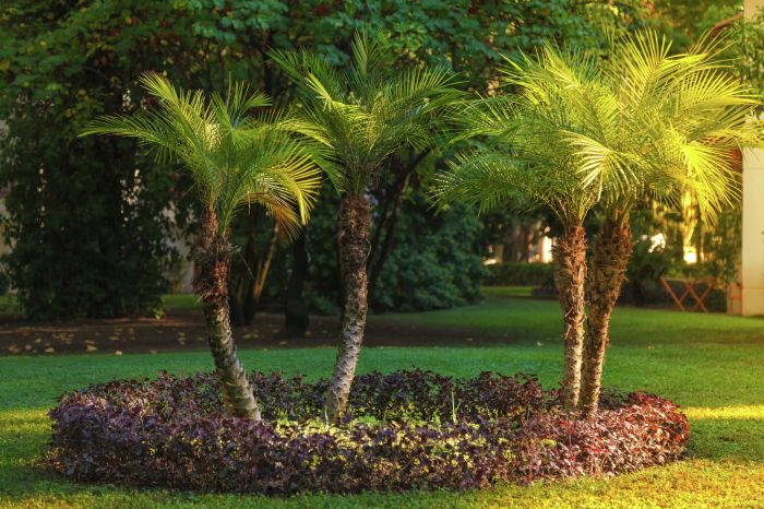 Can you root a palm plant in water