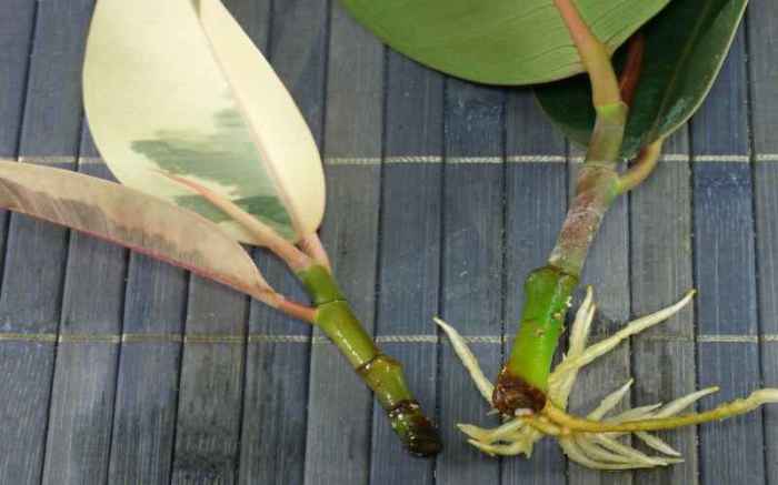 Can you propagate rubber plant in water