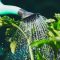 Can You Water Plants with Water Softener Water?