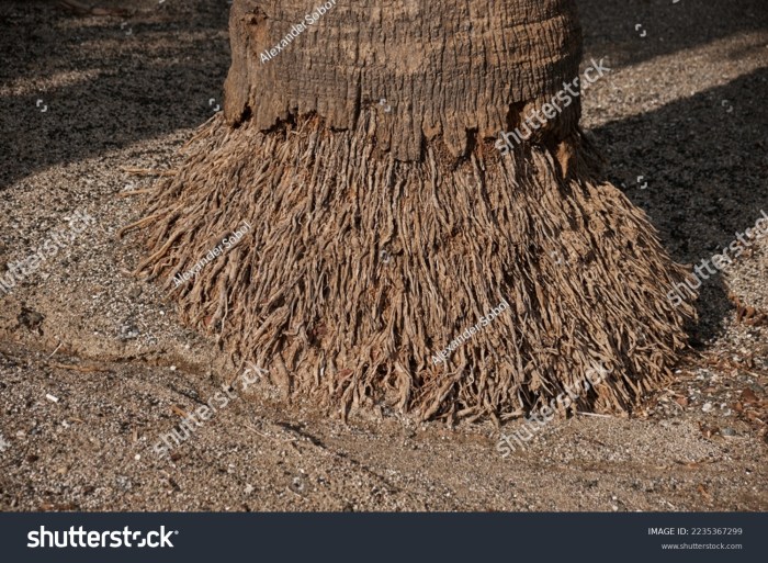 Can you root a palm plant in water