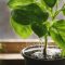 Can You Use Sugar Water for Plants?