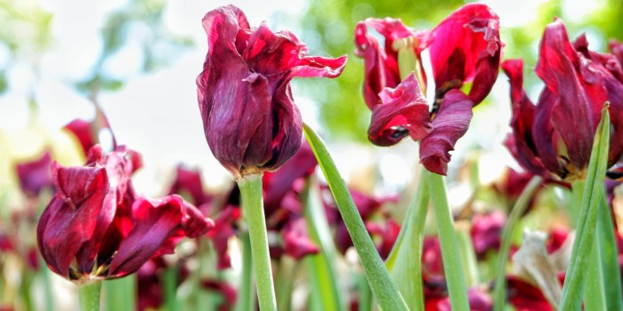 Tulip watering zwiebeln pflanzen tulips bulbs much gardeningknowhow