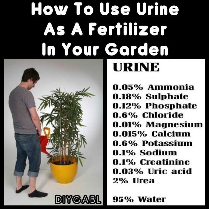 Plants urine fertilizer grow help cannabis bladder vegetative growth great