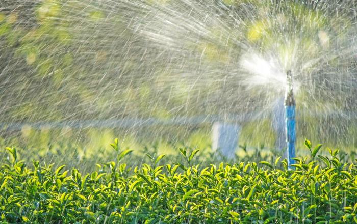 Can you water plants with green tea