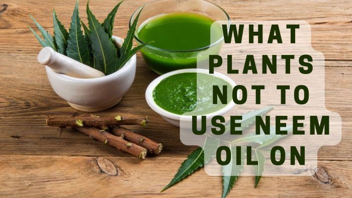 Can you water plants after applying neem oil