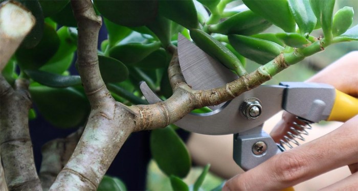 Can you root jade plant cuttings in water