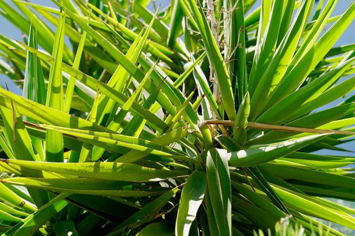 Can you propagate yucca plant in water